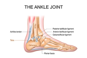 The Ankle Joint and Its Function